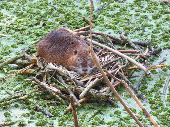 Coypu