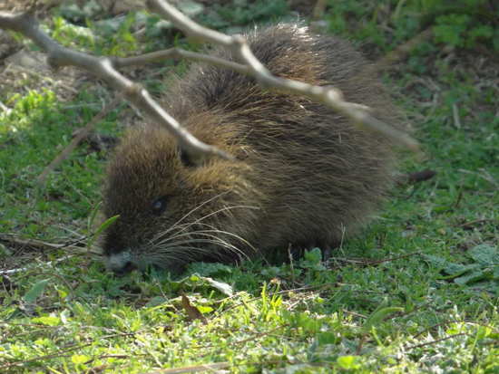 Coypu