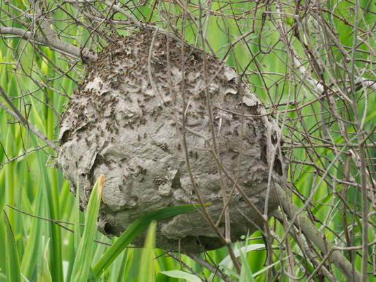 Lechiguana