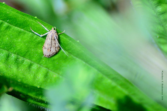 Polilla punta de chapa