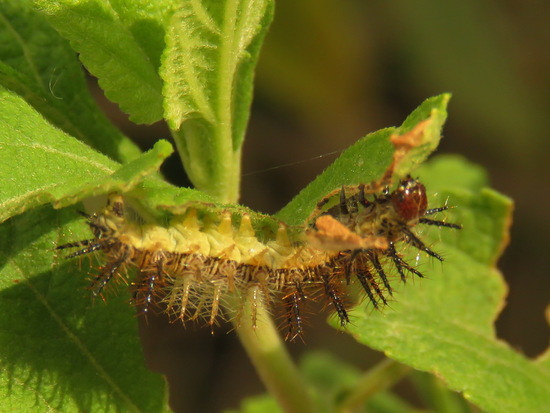 Perezosa