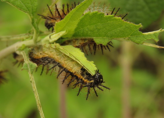 Perezosa