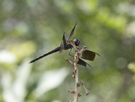 Libélula