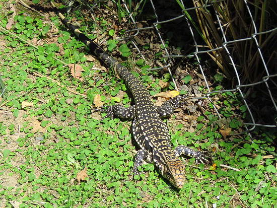 Lagarto overo