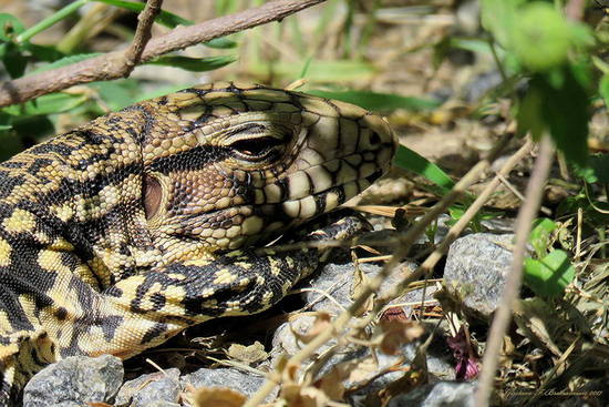 Lagarto overo