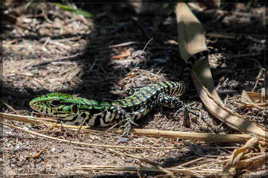 Lagarto overo