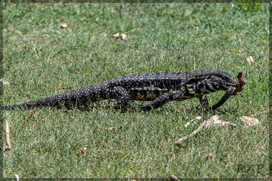 Lagarto overo