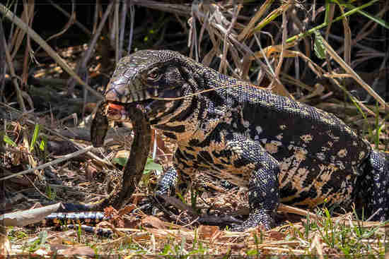 Lagarto overo