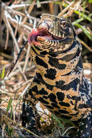 Lagarto overo