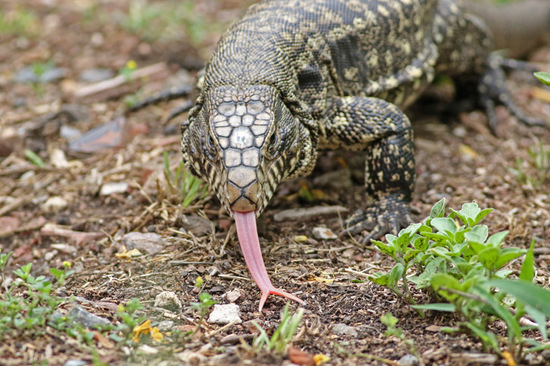 Lagarto overo