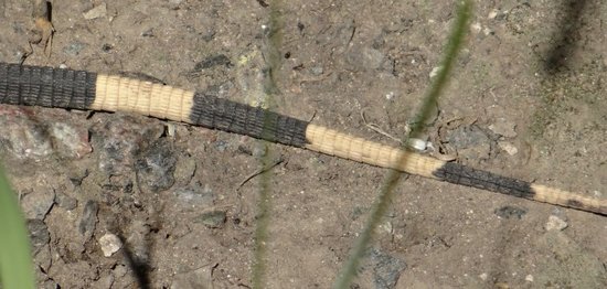 Lagarto overo