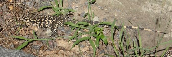 Lagarto overo