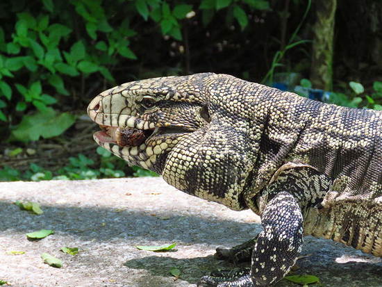 Lagarto overo