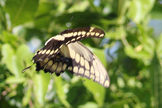 Thoas swallowtail