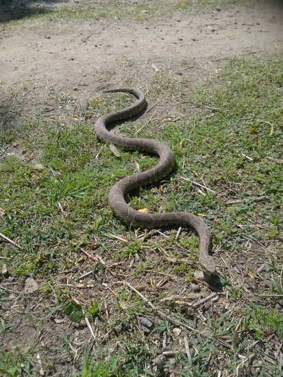 Urutu pit viper