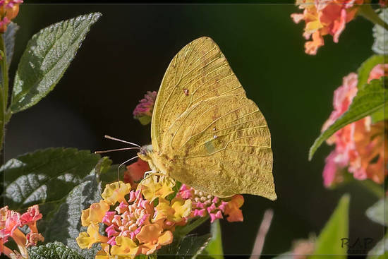 Tailed sulphur