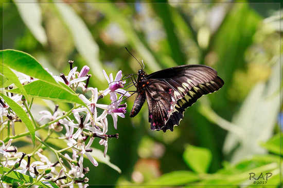 Polydamas swallowtail