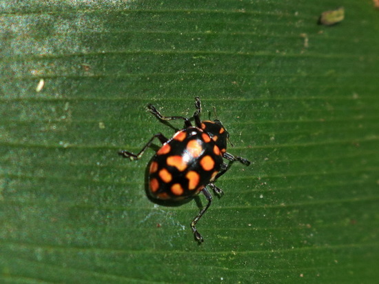 Lady beetle