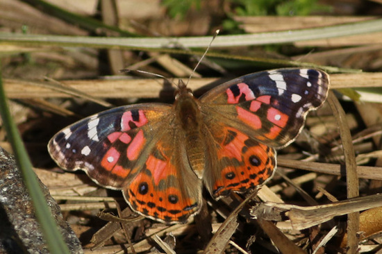 Southamerican lady