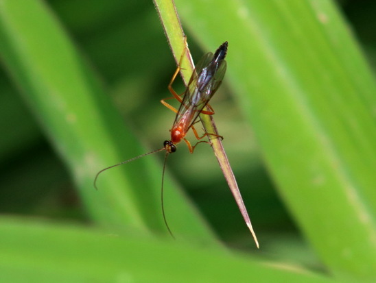 Avispa parásita