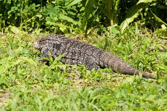 Lagarto overo