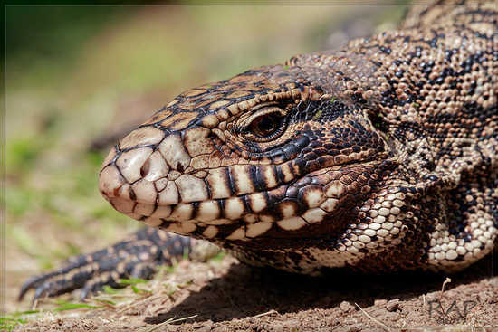 Lagarto overo