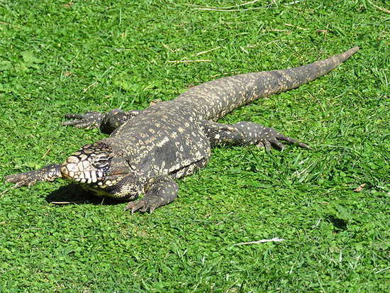 Lagarto overo