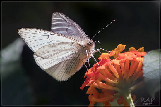 False common white