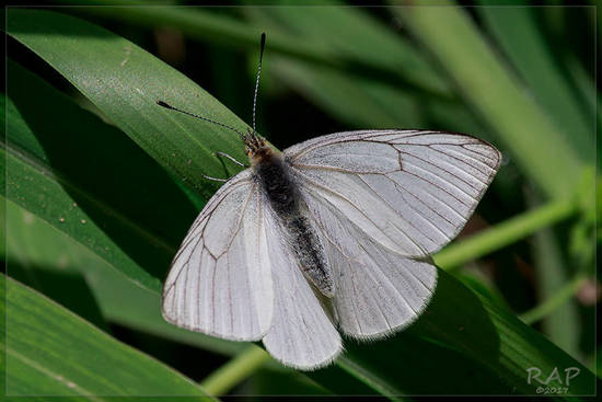False common white