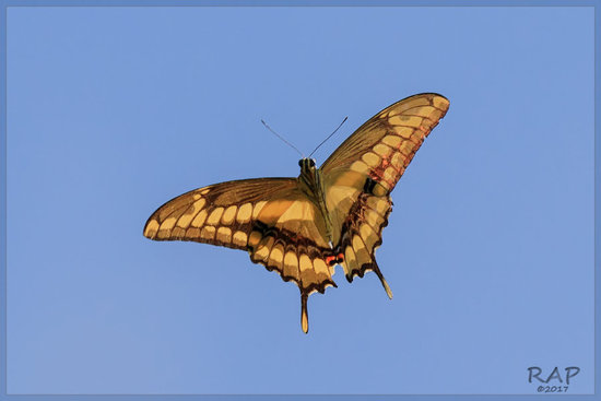 Thoas swallowtail