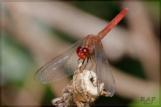 Libélula 