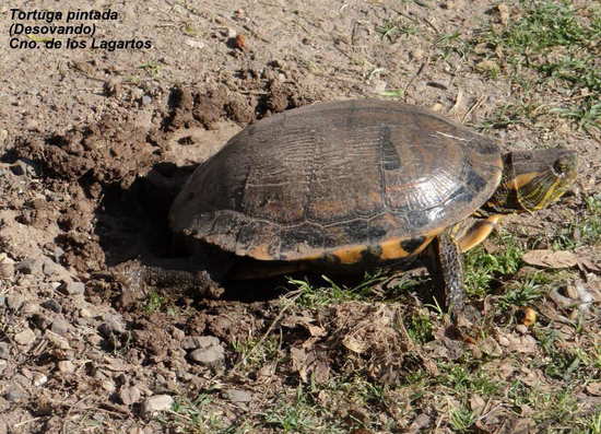 Tortuga pintada