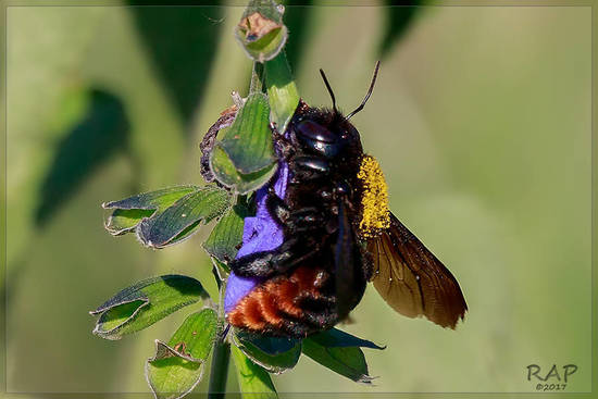 Abeja carpintera