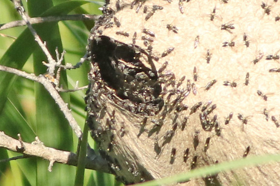 Camuatí