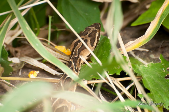Urutu pit viper