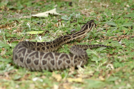 Urutu pit viper