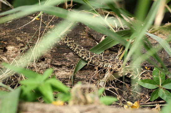 Urutu pit viper