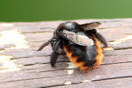 Abeja carpintera