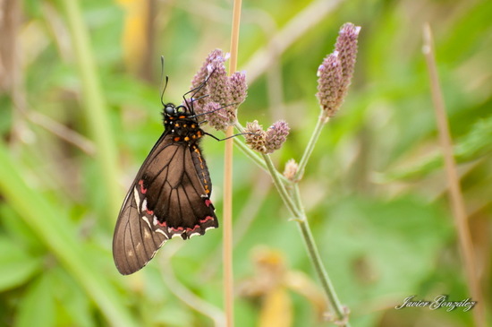 Polydamas swallowtail