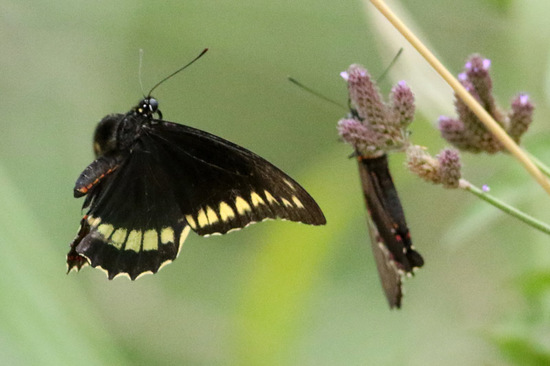 Polydamas swallowtail