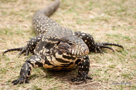 Black-and-white tegu lizard