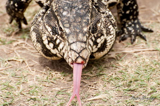 Black-and-white tegu lizard