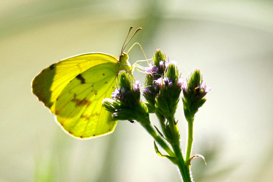 Common yellow