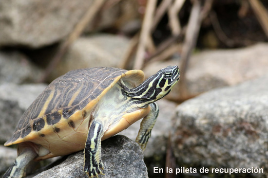 Cooter