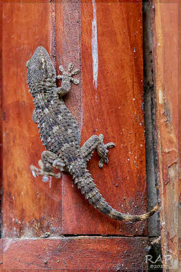 Common wall gecko