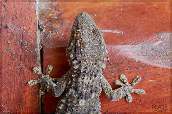 Common wall gecko