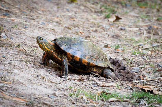 Painted turtle