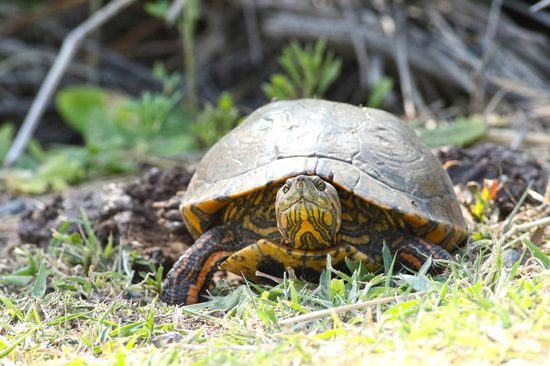 Painted turtle
