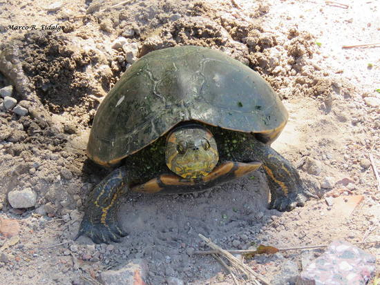Painted turtle