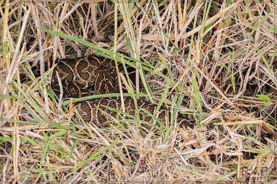 Urutu pit viper